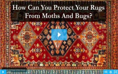 Moth And Bug Protection