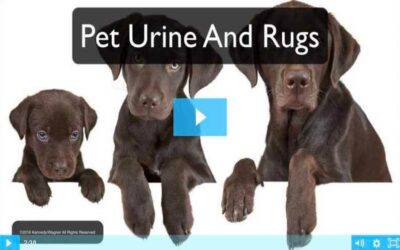 Pet Urine and Rugs